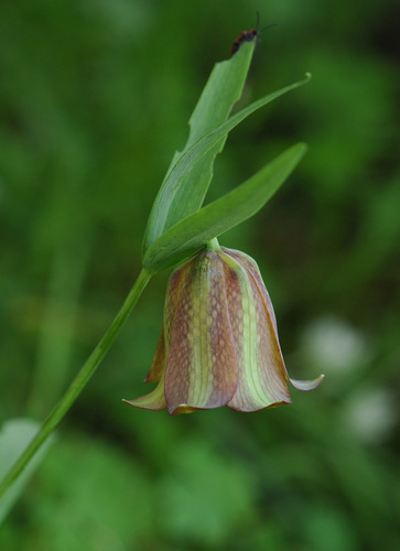Image of Fritillaria graeca by (c) Todd Boland, some rights reserved (CC BY)