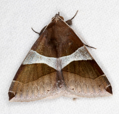 Dysgonia constricta