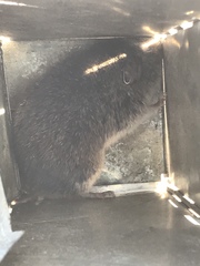 Microtus ochrogaster