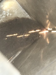 Microtus ochrogaster