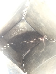 Microtus ochrogaster