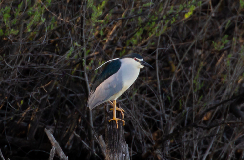 Martinete común (Nycticorax nycticorax)
