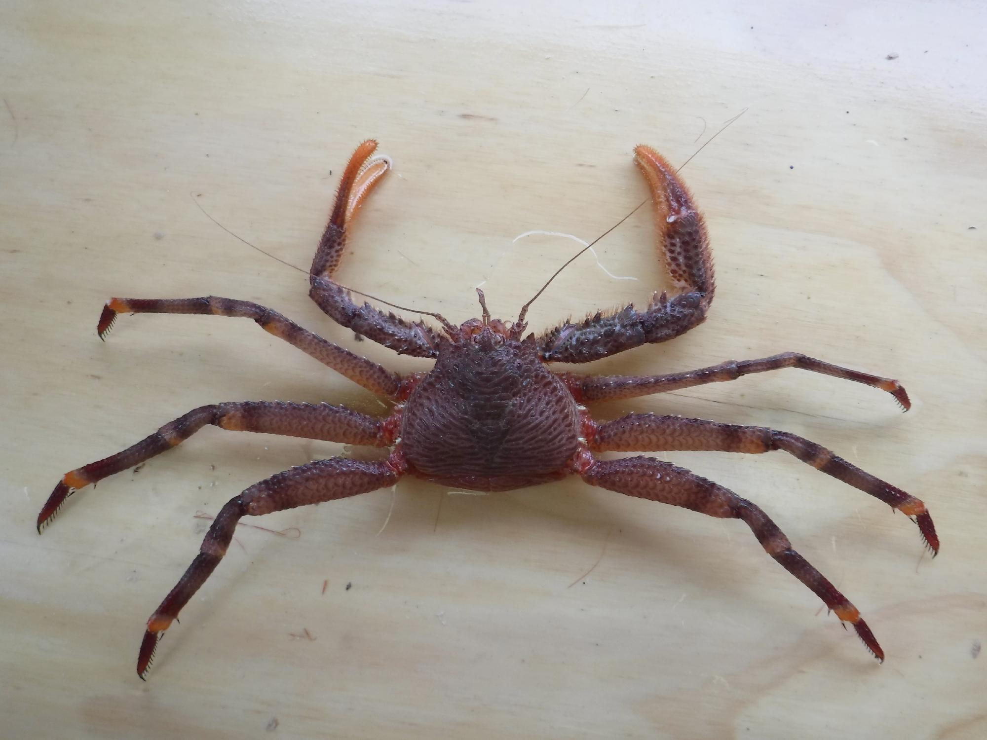 7” Crabs ! Ivanhoe/Marek サイコビリー 7” Crabs ! Ivanhoe/Marek サイコビリー 7 Crabs Ivanhoe/Marek