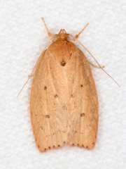 Prionocris