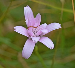 Scorzonera rosea
