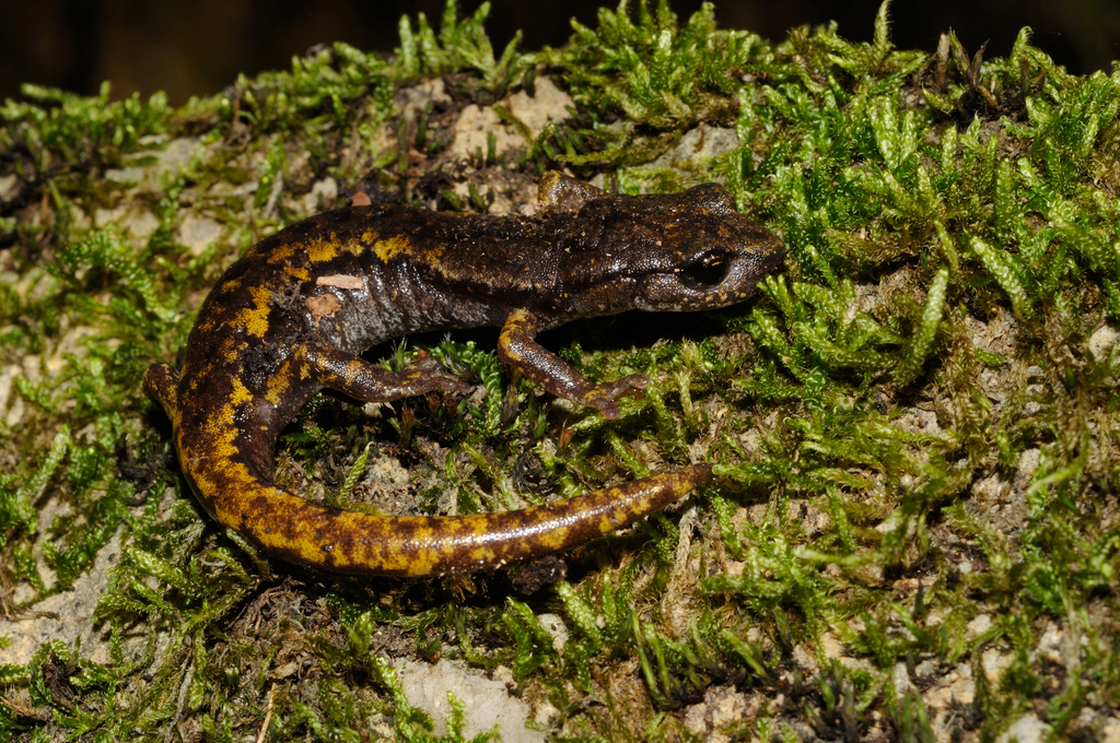 Strinati's Cave Salamander