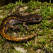Strinati's Cave Salamander - Photo (c) Giacomo Gola, some rights reserved (CC BY-NC), uploaded by Giacomo Gola