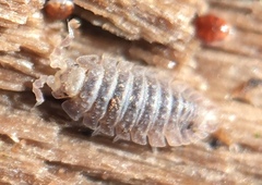 Armadilloniscus coronacapitalis