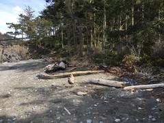 Armadilloniscus coronacapitalis