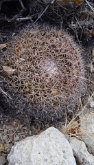 Mammillaria mystax