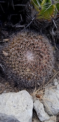 Mammillaria mystax