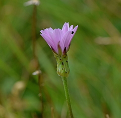 Scorzonera rosea