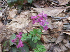Corydalis caucasica