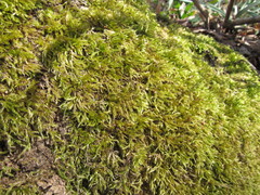 Sciuro-hypnum populeum