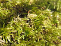 Sciuro-hypnum populeum