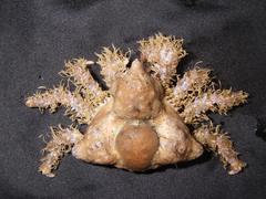 Rhinolithodes wosnessenskii