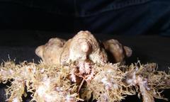 Rhinolithodes wosnessenskii