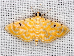 Notarcha aurolinealis