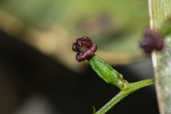 Dioscorea microbotrya