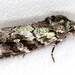 Prometopus inassueta - Photo (c) Victor W Fazio III, algunos derechos reservados (CC BY-NC), subido por Victor W Fazio III