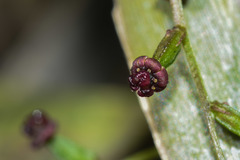 Dioscorea microbotrya