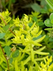 Sedum pulchellum