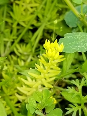 Sedum pulchellum