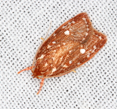 Euchaetis metallota