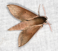 Theretra indistincta