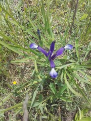 Iris sintenisii