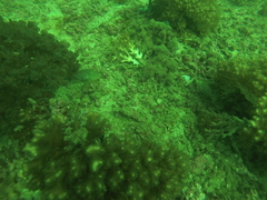Canthigaster punctatissima