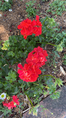 Ciconium