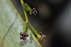 Dioscorea microbotrya