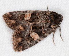 Condica macrosema