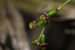 Dioscorea microbotrya