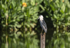 Nycticorax nycticorax