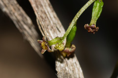Dioscorea microbotrya