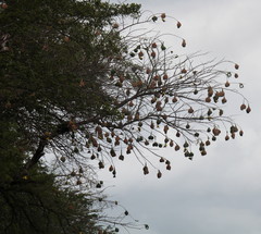 Ploceus cucullatus spilonotus