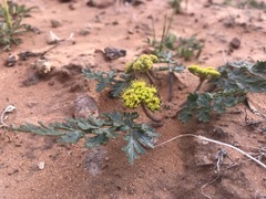 Cymopterus glomeratus fendleri