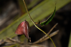 Dioscorea microbotrya