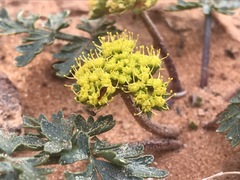 Cymopterus glomeratus fendleri