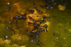 Phrynomantis annectens