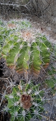 Ferocactus flavovirens