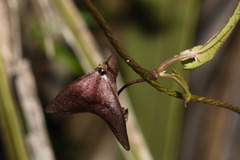 Dioscorea microbotrya