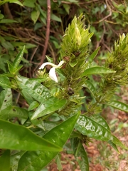 Poikilacanthus glandulosus