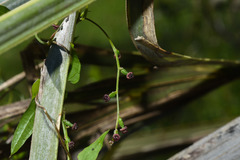 Dioscorea microbotrya