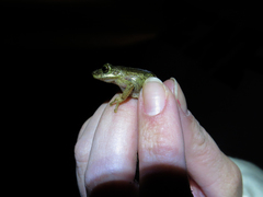 Scinax obtriangulatus