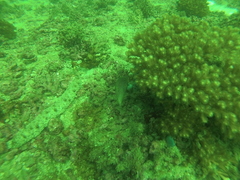 Canthigaster punctatissima