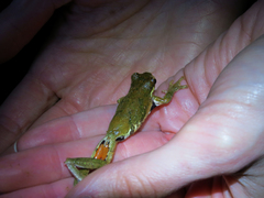 Dendropsophus microps