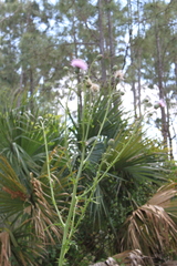 Cirsium nuttalii image